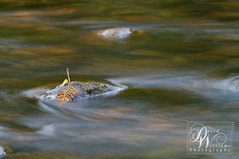 Isle of Hope David Williams
