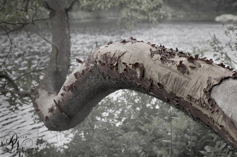 Wordless Wednesday Twisted David Williams