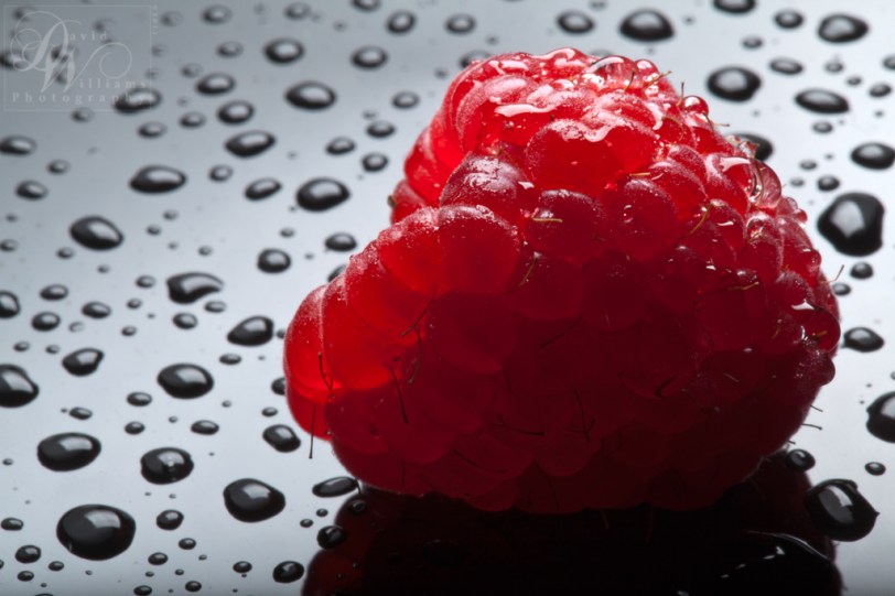 Macro Monday 112811 David Williams Photography Macro Monday Canon 5d Mark II