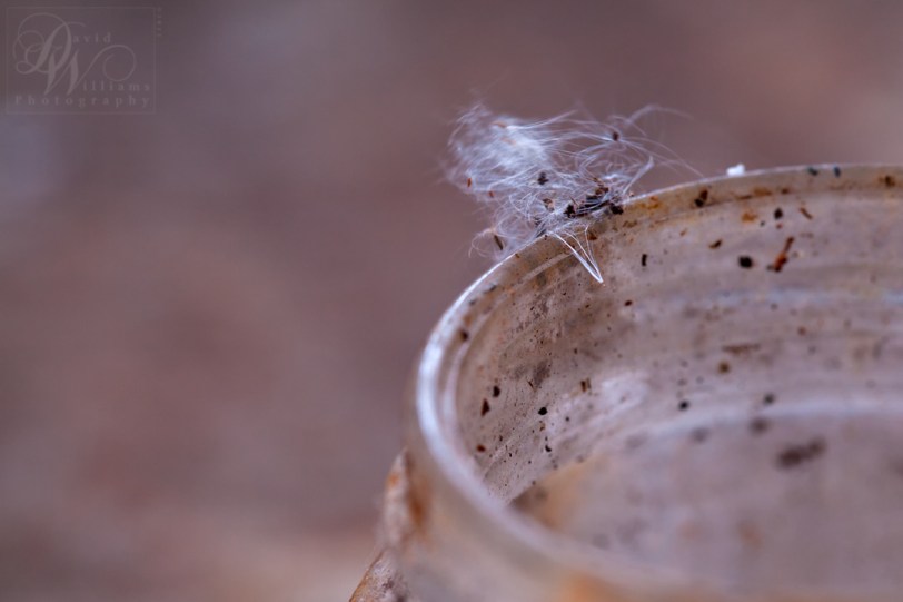 David Williams Photography Canon 5d Mark II