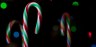 David Williams Photography Candy Cane