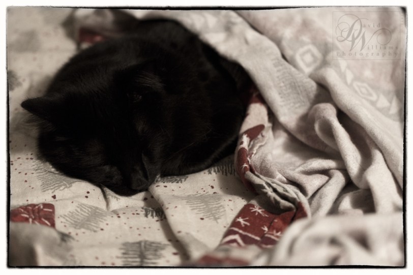 David Williams Photography Canon 5d Mark II