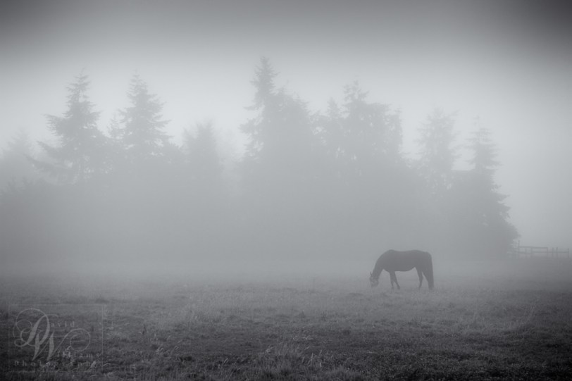 David Williams Photography One Foggy Morning