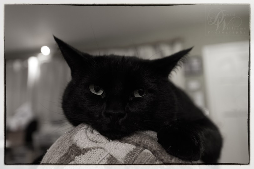 David Williams Photography