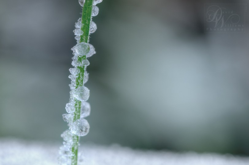 David Williams Photography The Frost