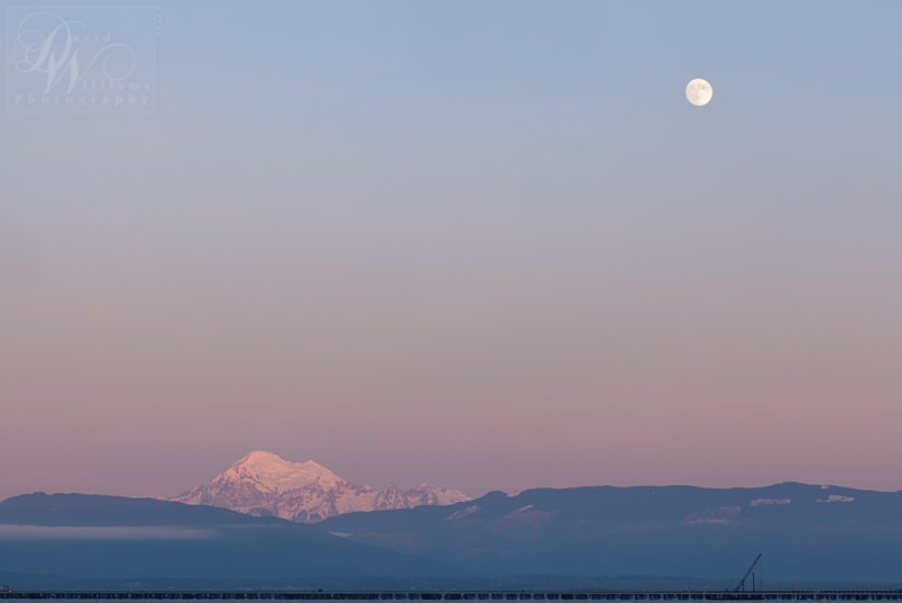 David Williams Photography 