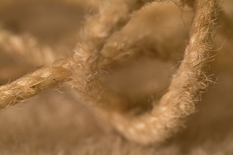 David Williams Photography Macro Monday Monochrome