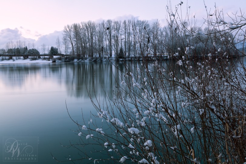 David Williams Photography 