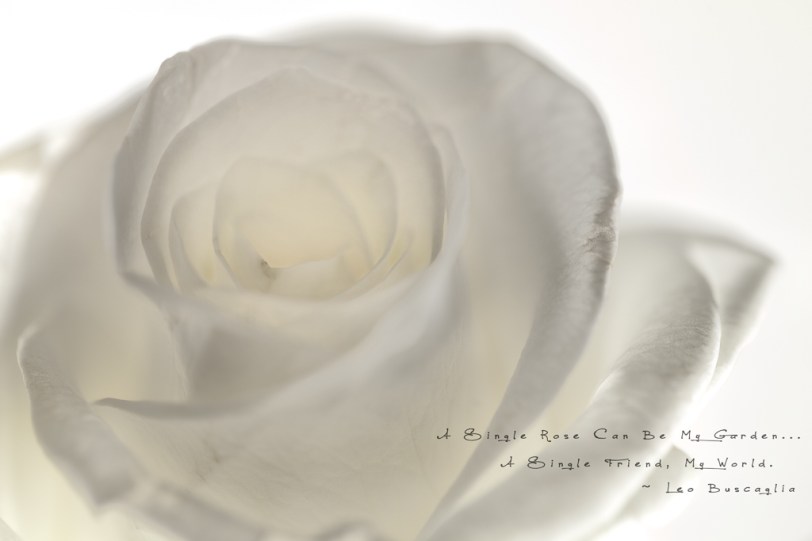 A Single Rose David Williams Photography A Single Rose