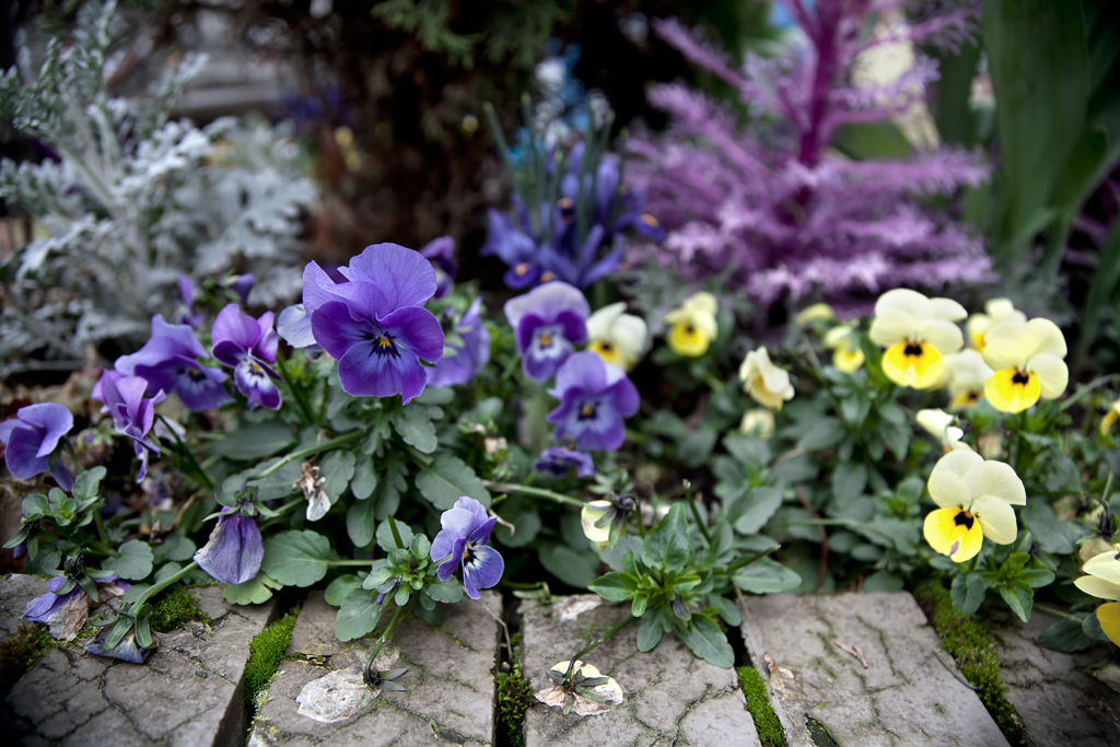 David Williams Photography Freelensing