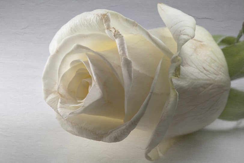 David Williams Photography Prevention