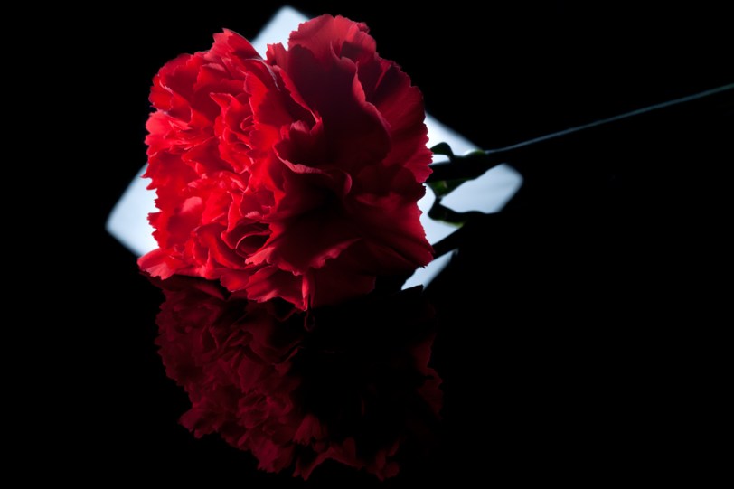 David Williams Photography Reflection of Red Flower