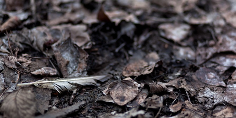 David Williams Photography 85mm f/1.8