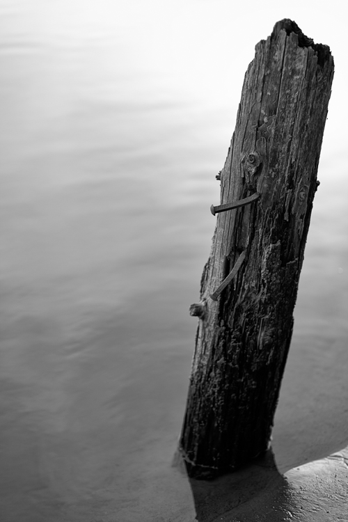 David Williams Photography B&W Sedentary