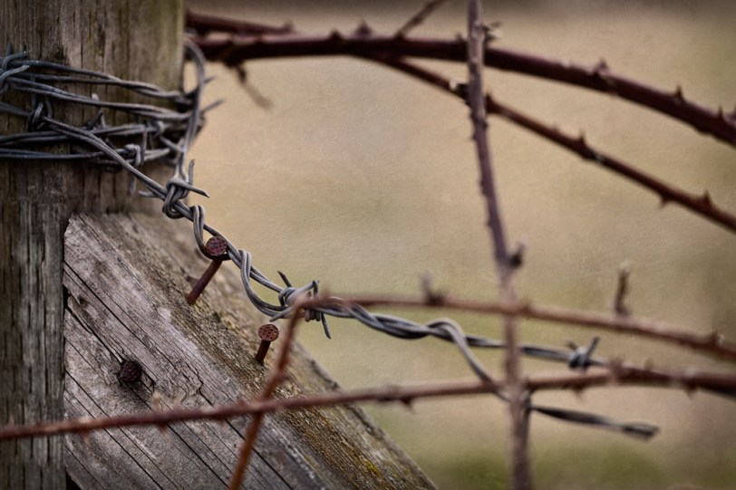 David Williams Photography Portrait of a Nail