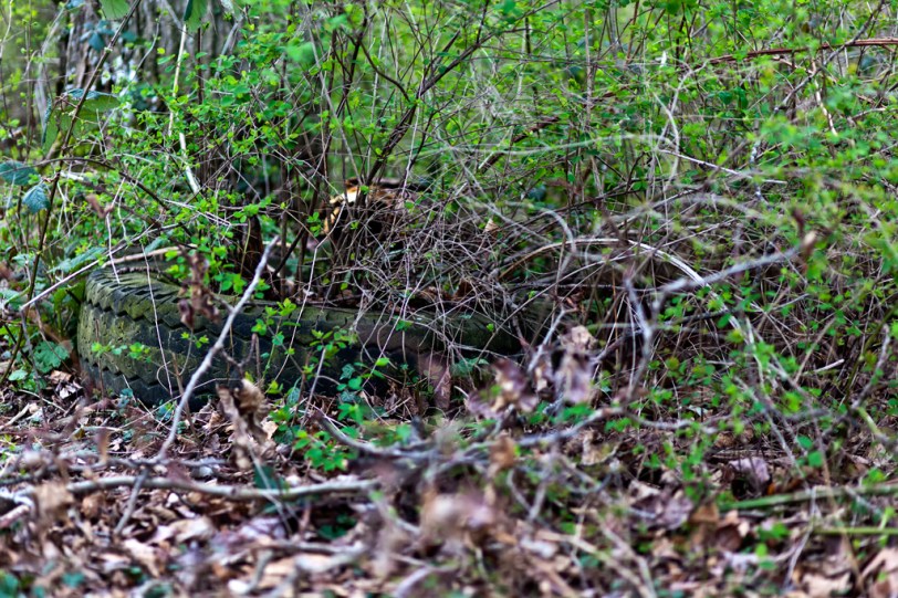 Tired David Williams Photography Tired