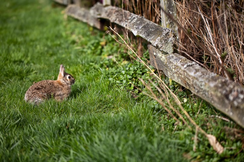 David Williams Photography Rabbit