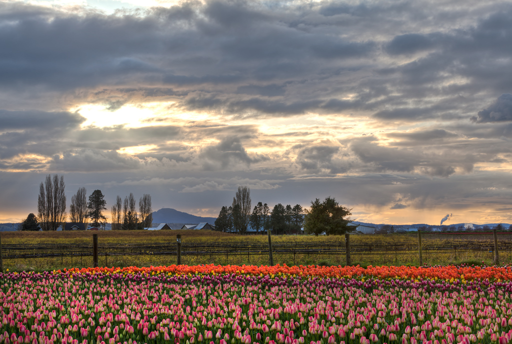 David Williams Photography Tulips