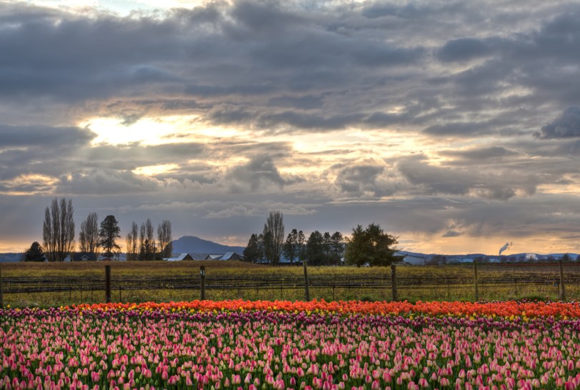 David Williams Photography Tulips