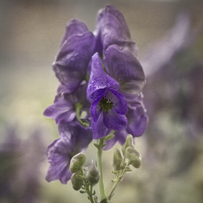 David Williams Photography Flower Texture Thursday