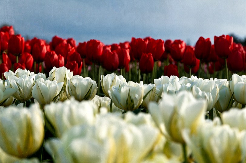 David Williams Photography Texture Thursday Tulips