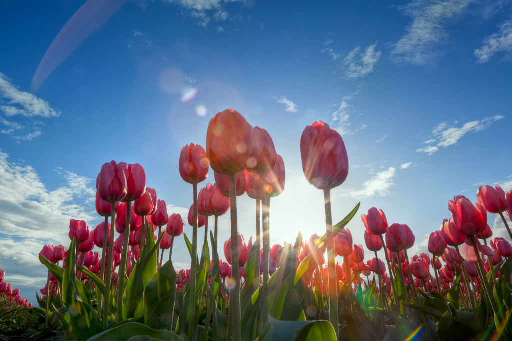 David Williams Photography Wordless Wednesdsay