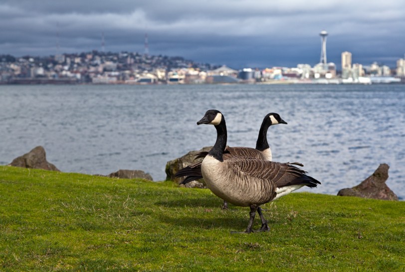 David Williams Photography Apart, Seattle, Birds