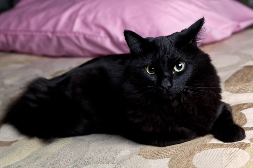 Eggerooooski! David Williams Photography Eggerooooski Pet Cat