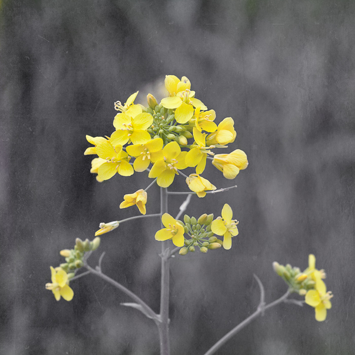 David Williams Photography  Texture Thursday ~05.03.12~ Fort Casey