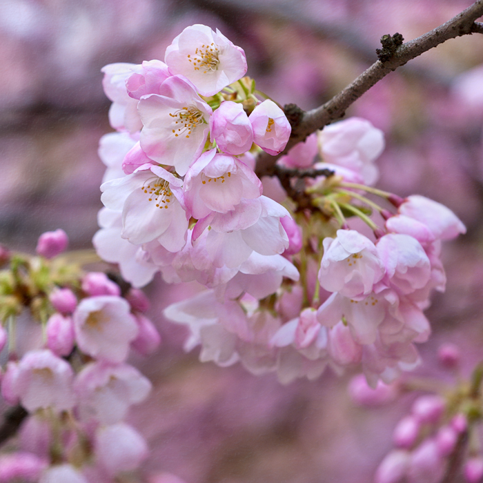 Wordless Wednesday ~05.30.12~ David Williams Photography Wordless Wednesday ~05.30.12~