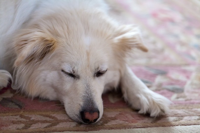 David Williams Photography Lilly