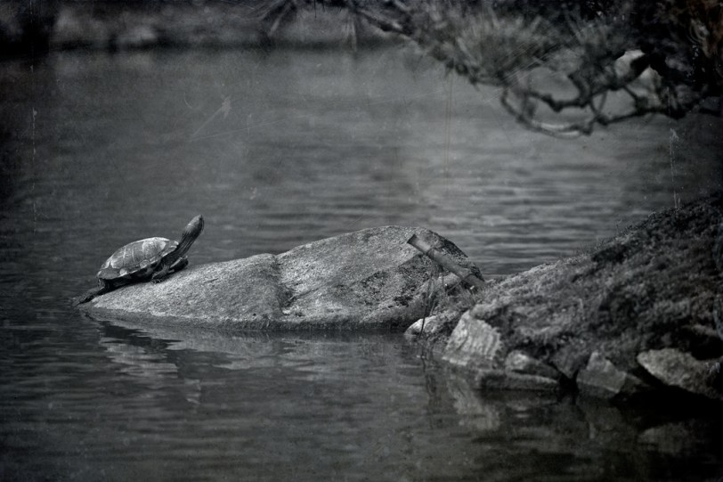 David Williams Photography Texture Thursday ~06.21.12~