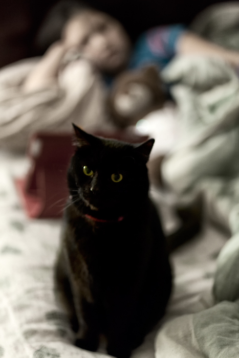 Jasper David Williams Photography Jasper Cat