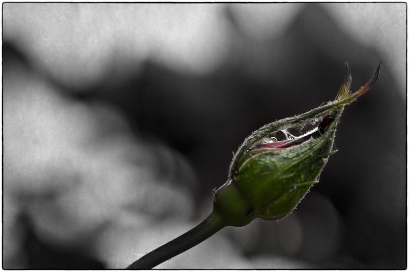 Texture Thursday ~08.23.12~ David Williams Photography Texture Thursday ~08.23.12~