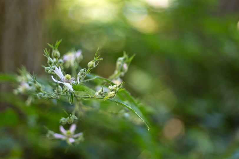 David Williams Wordless Wednesday ~08.01.12~