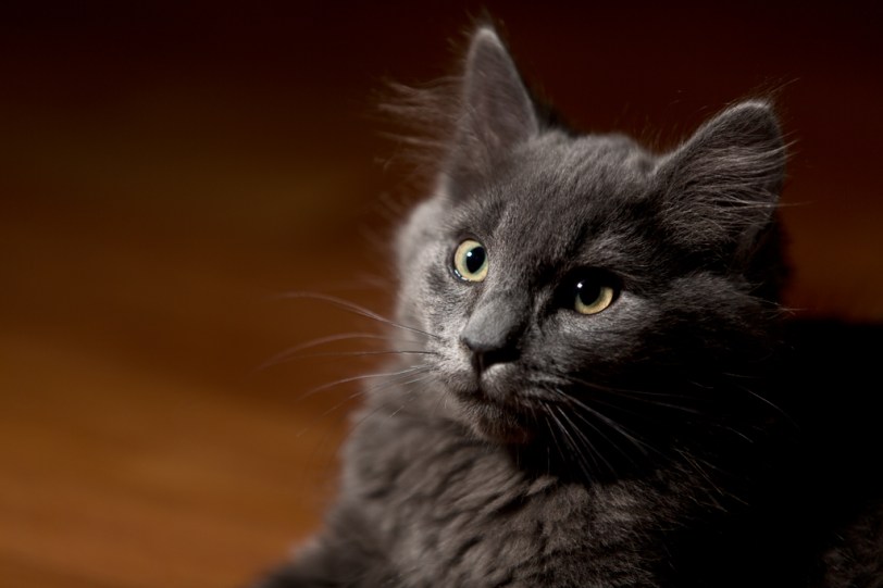 David Williams Photography Clawdia