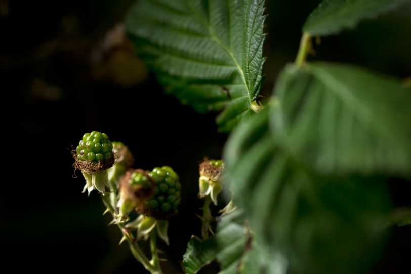 David Williams Photography Before The Yummy Goodness