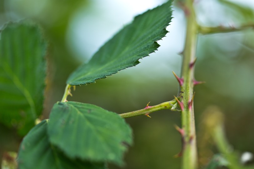 David Williams Photography Cutting Edge