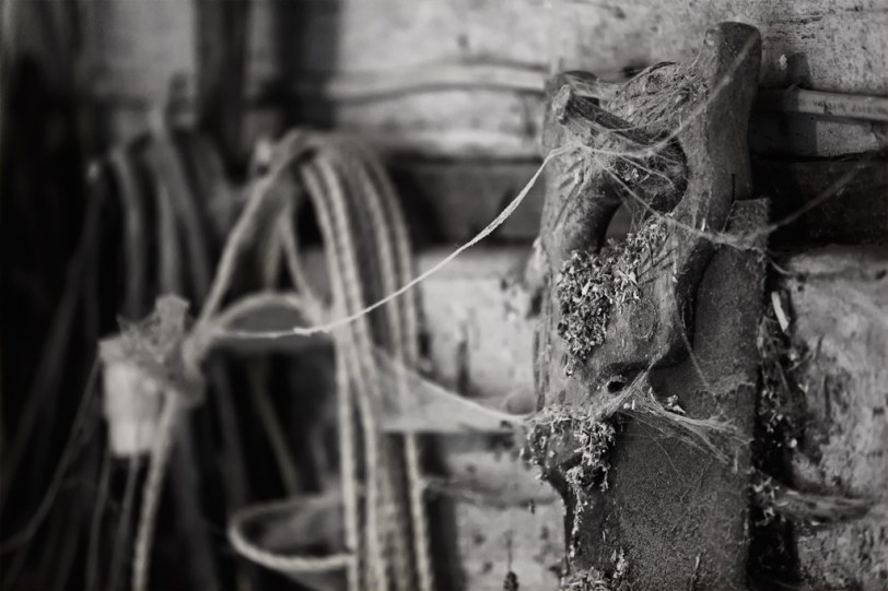 David Williams Photography I Saw It