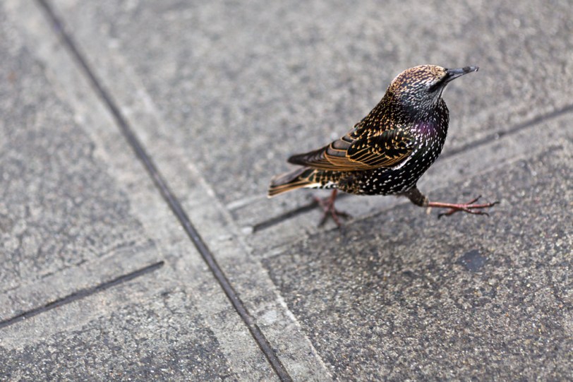 David Williams Photography No Loitering