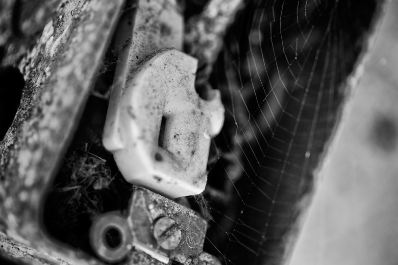 David Williams Photography Webbed