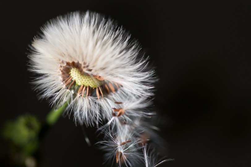 David Williams Photography Wordless Wednesday