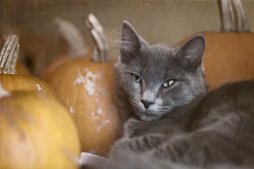 David Williams Photography Wordless Wednesday ~10.31.12~