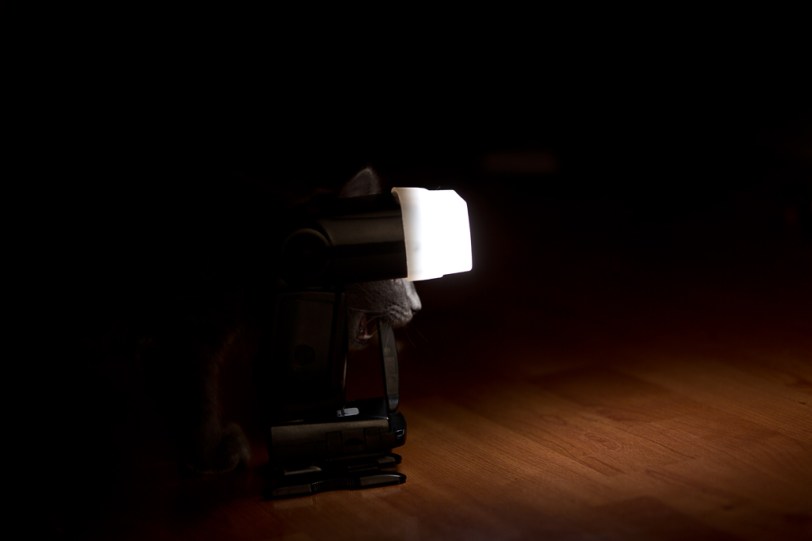 David Williams Photography Wordless Wednesday ~11.28.12~