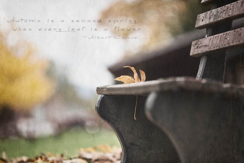 David Williams Photography Autumn Is A