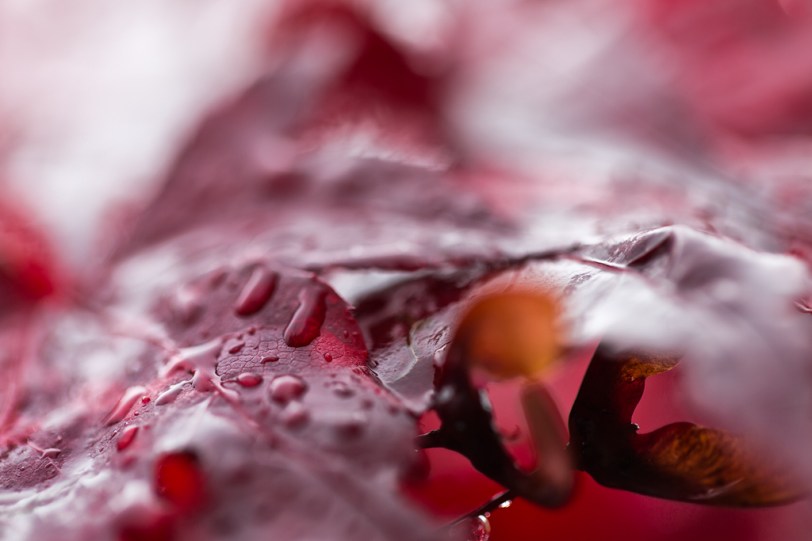 David Williams Photography Wordless Wednesday