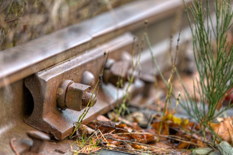 David Williams Photography Aww Nut Colour