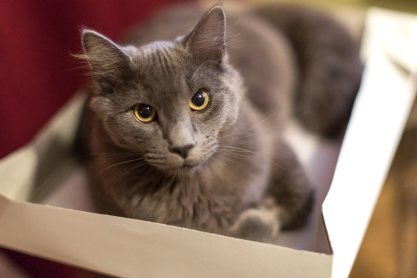 David Williams Photography Early Present