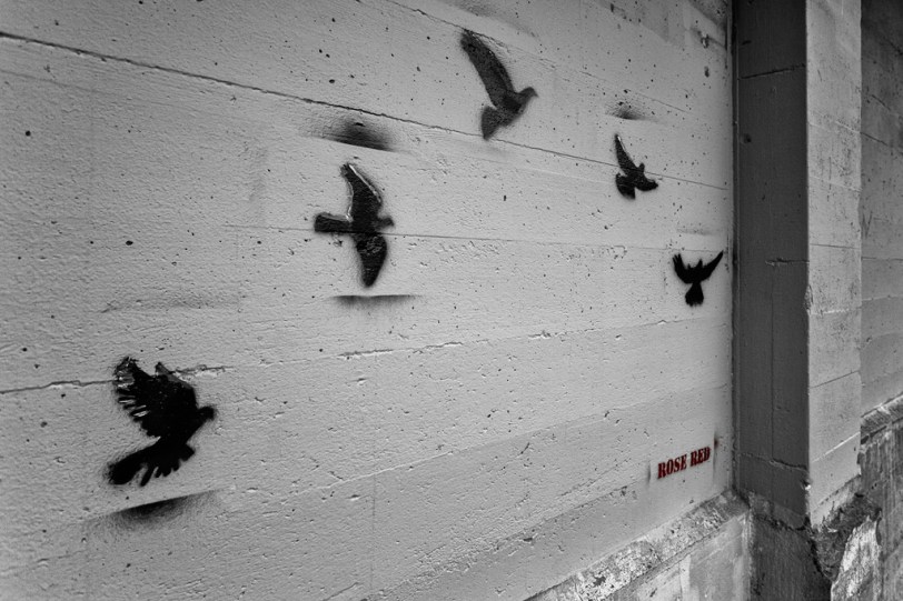 David Williams Photography