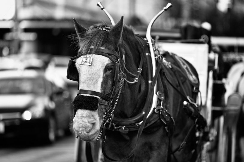 David Williams Photography